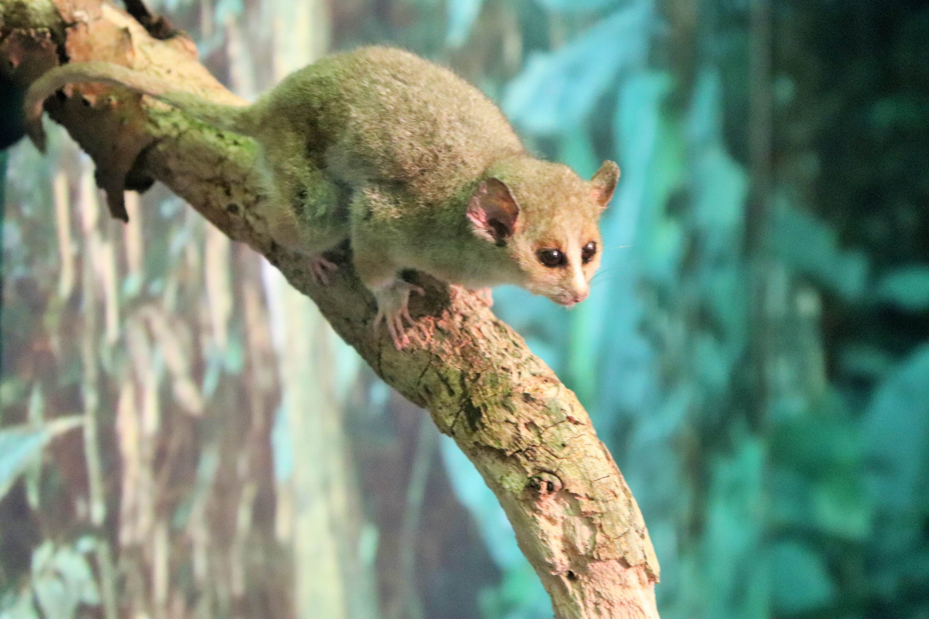 Grey Mouse Lemur (Microcebus murinus)