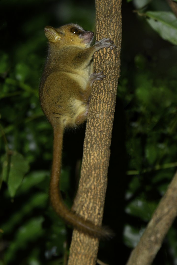 Grey Mouse Lemur (Microcebus murinus)