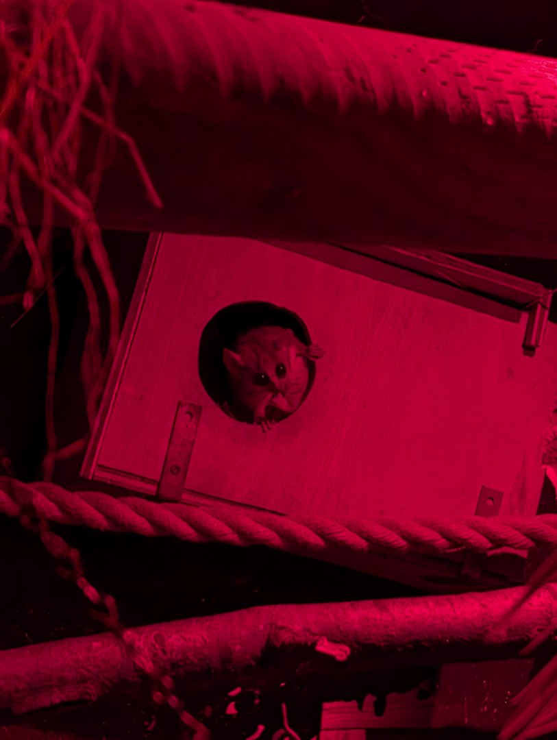 Grey Mouse Lemur, Shaldon Zoo