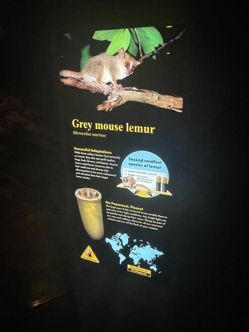 Grey Mouse Lemur Signage (No Show)