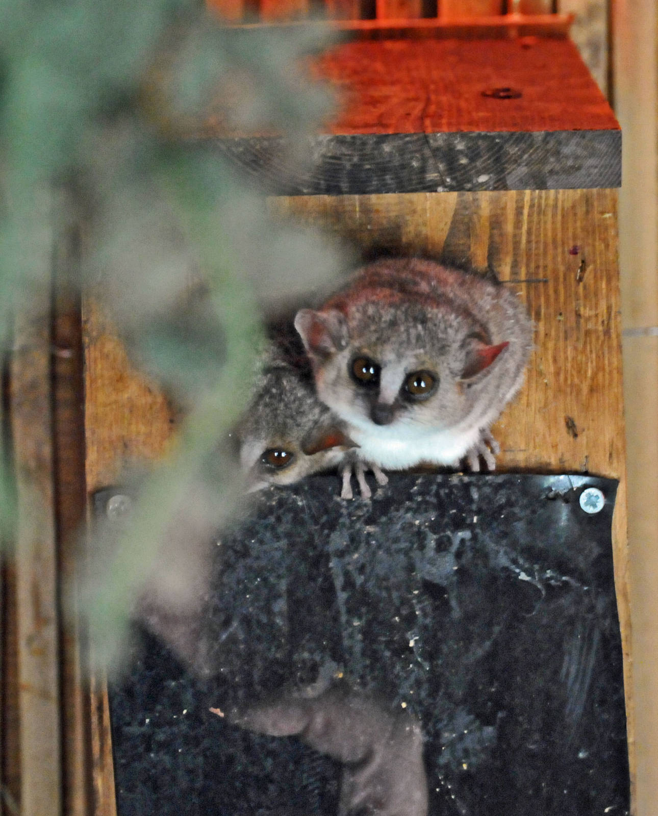 Grey Mouse Lemur