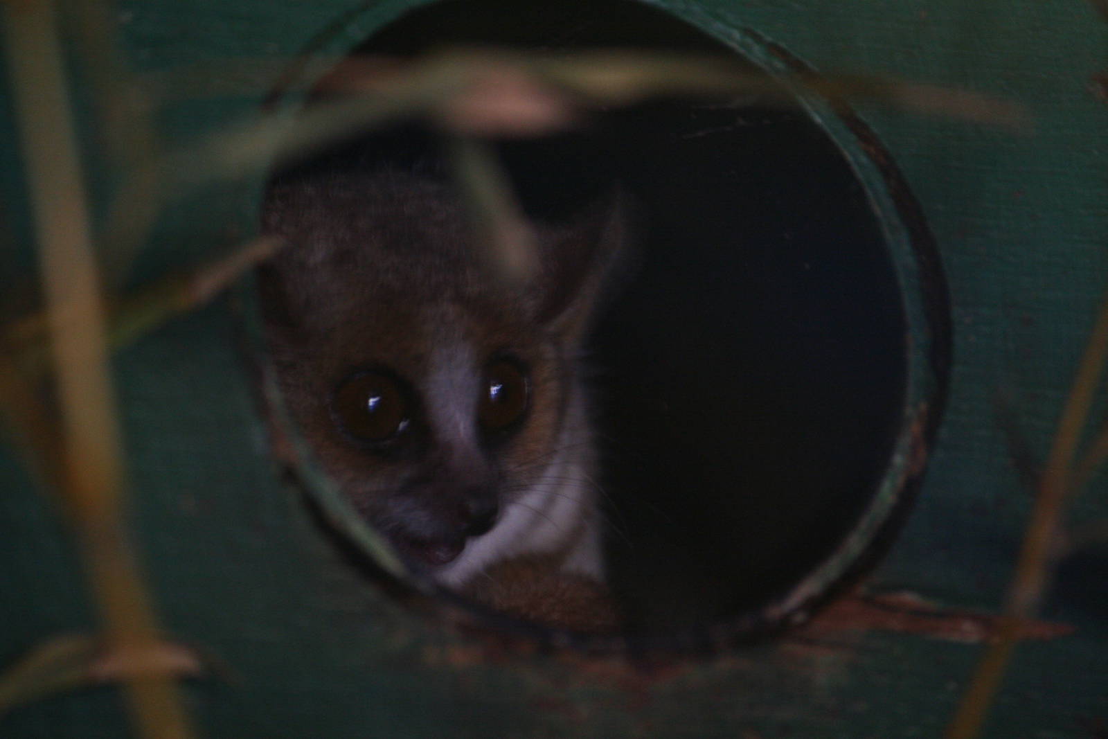 Grey mouse lemur