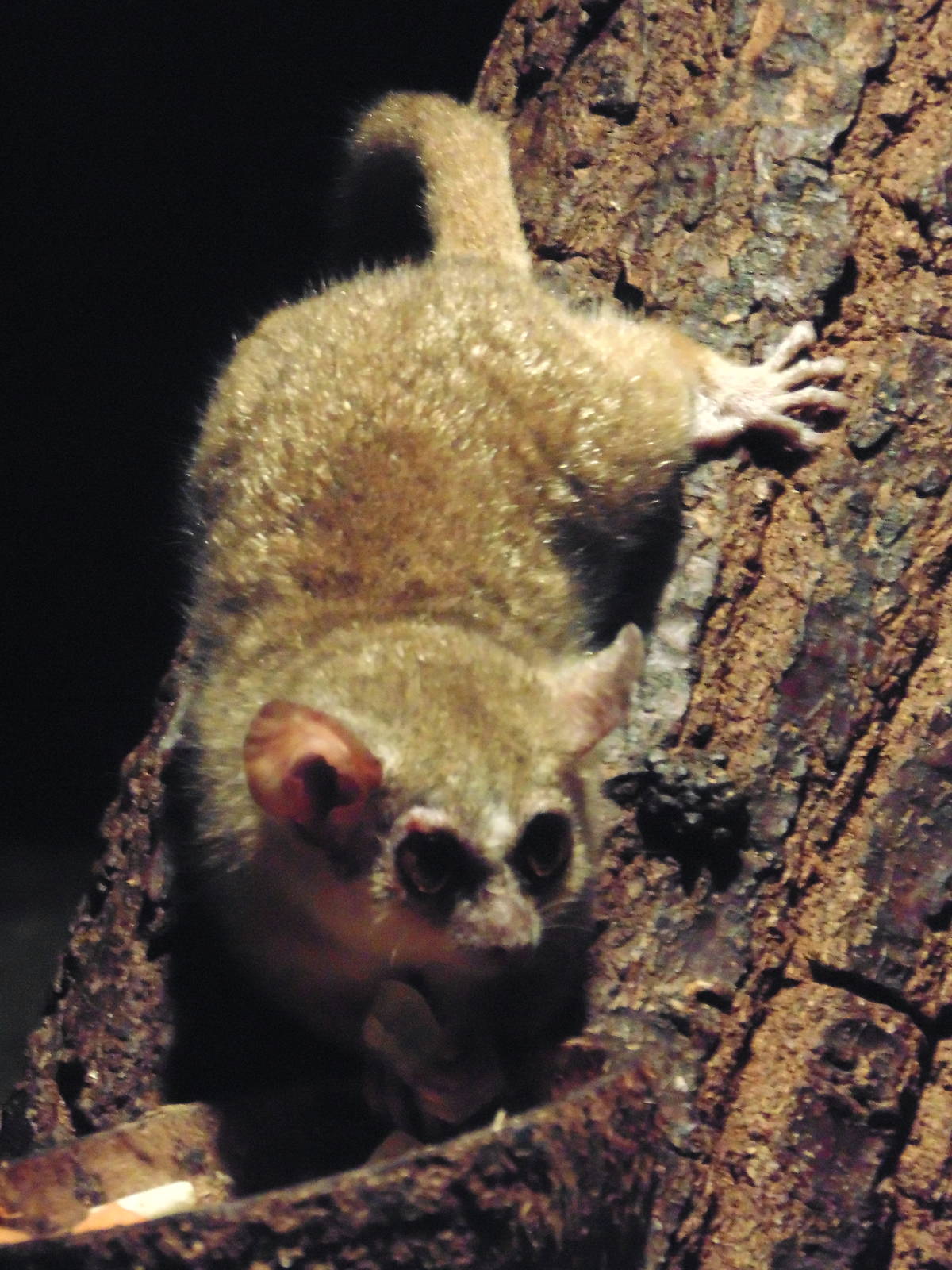Grey Mouse Lemur