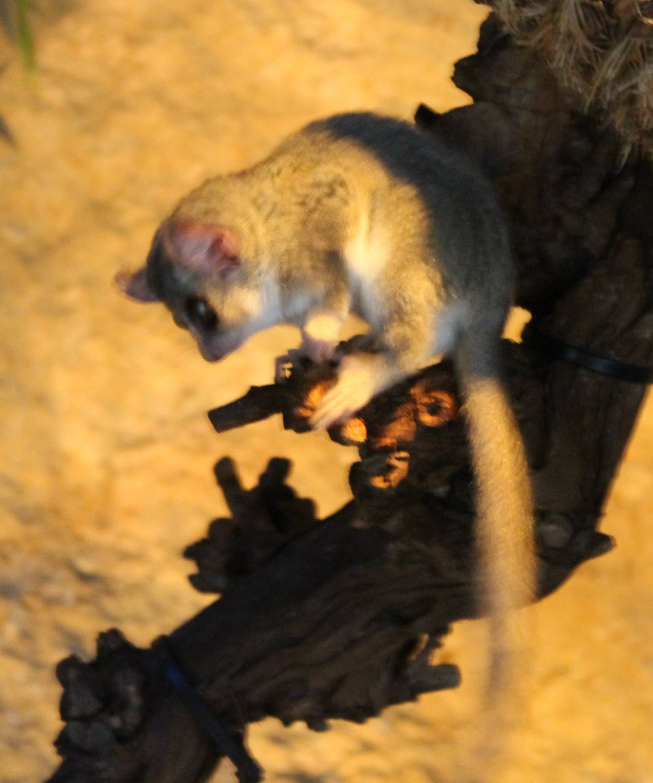 Grey mouse lemur