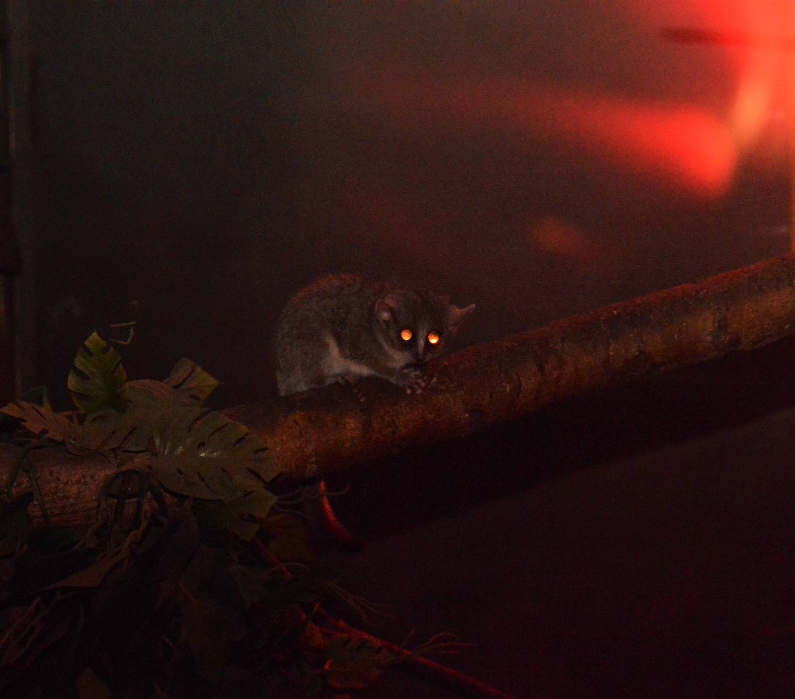 Grey Mouse Lemur