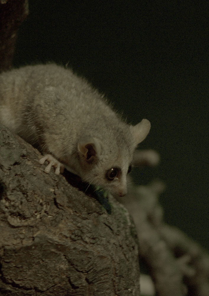 Grey mouse lemur
