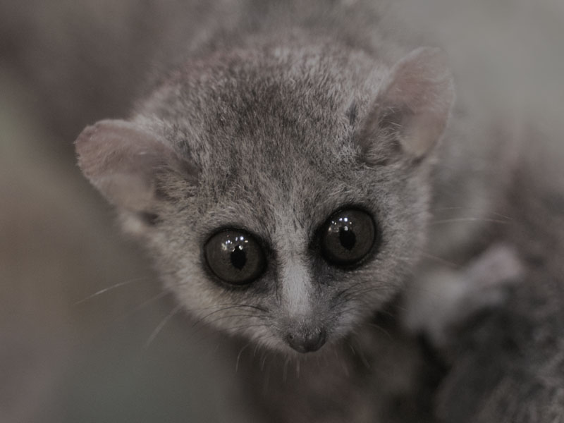 Grey mouse lemur