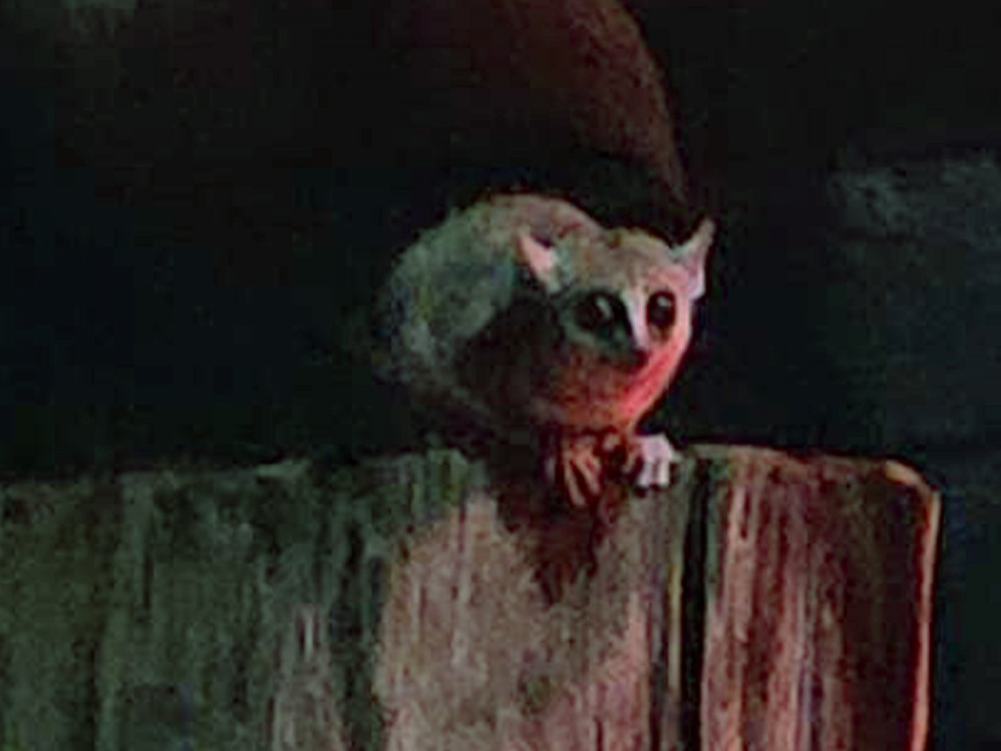Grey mouse lemur