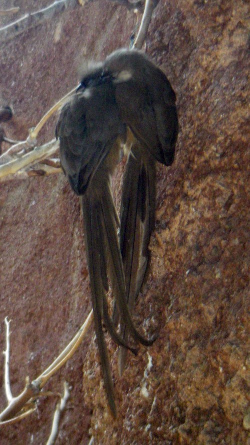 Grey Mousebird (Colius striatus)