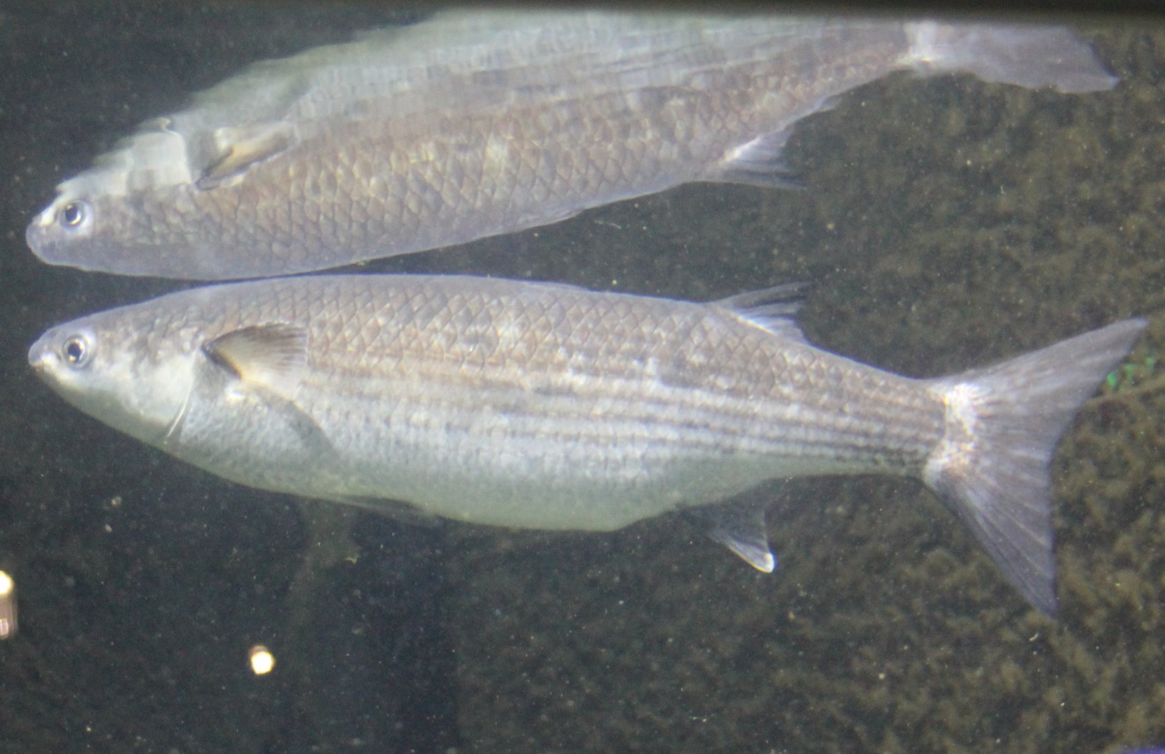Grey mullet - Chelon labrosus.