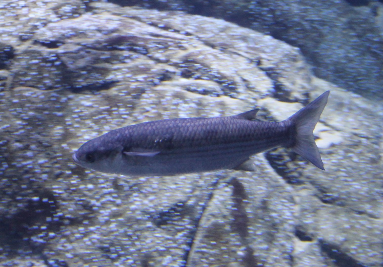 Grey mullet species
