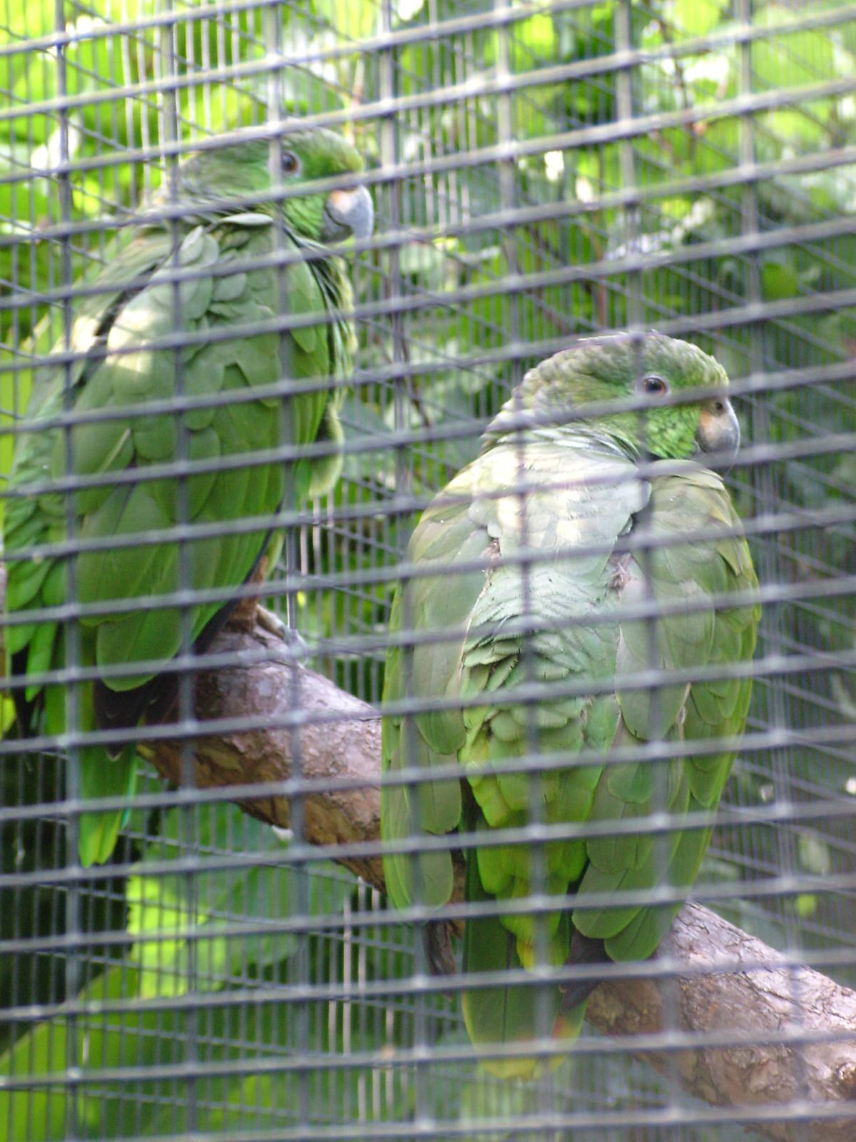 Grey-naped Amazons at Loro Parque, 08/11/10