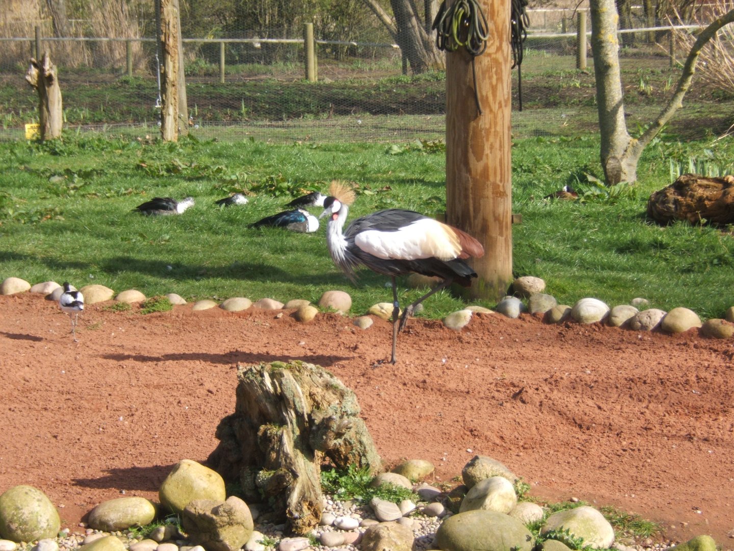 Grey-necked Crowned Crane 26/03/2019