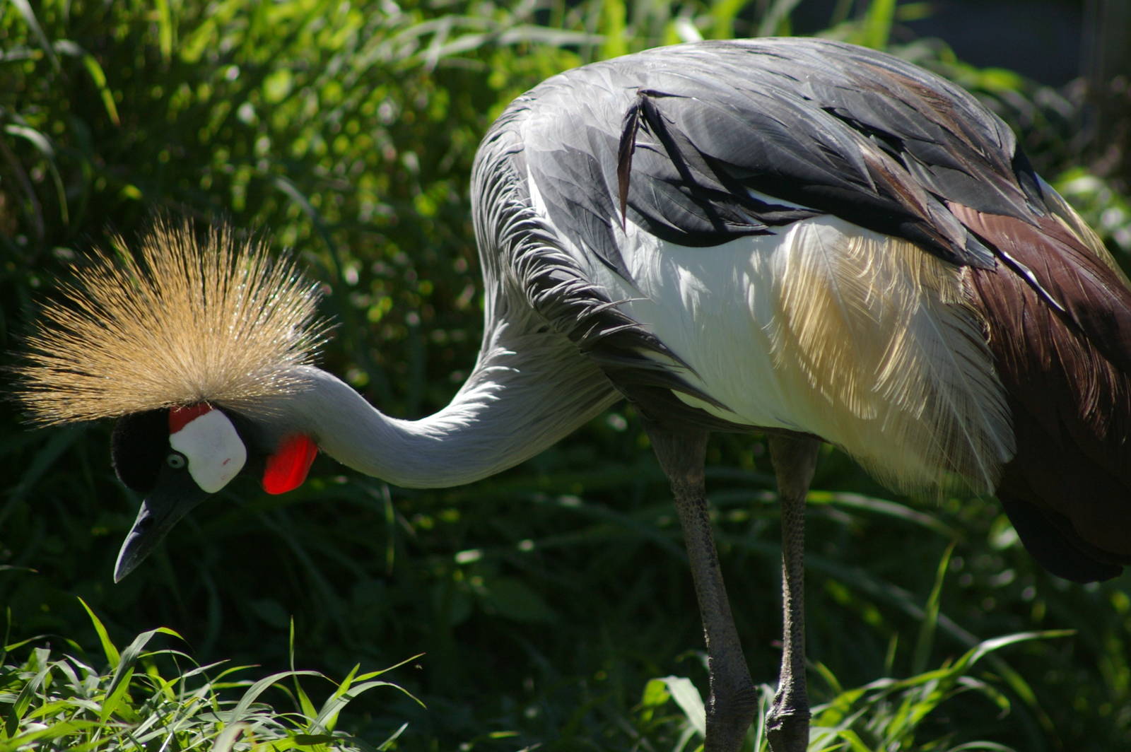 Grey-necked crowned crane (Balearica regulorum)
