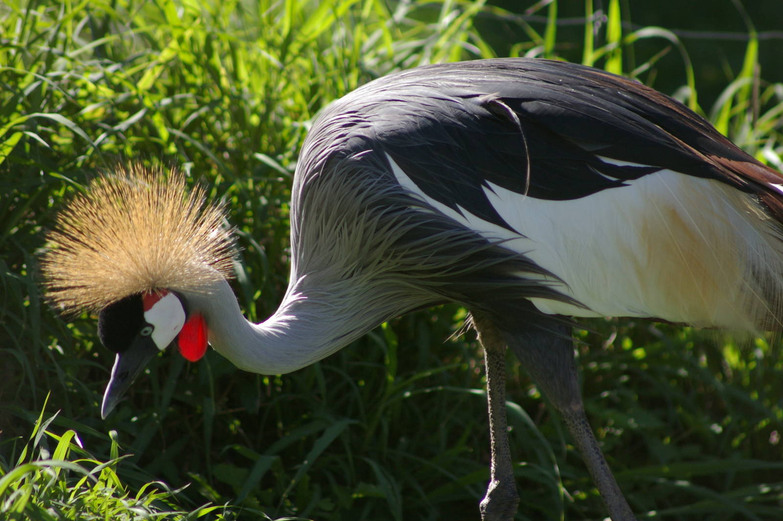 Grey-necked crowned crane (Balearica regulorum)
