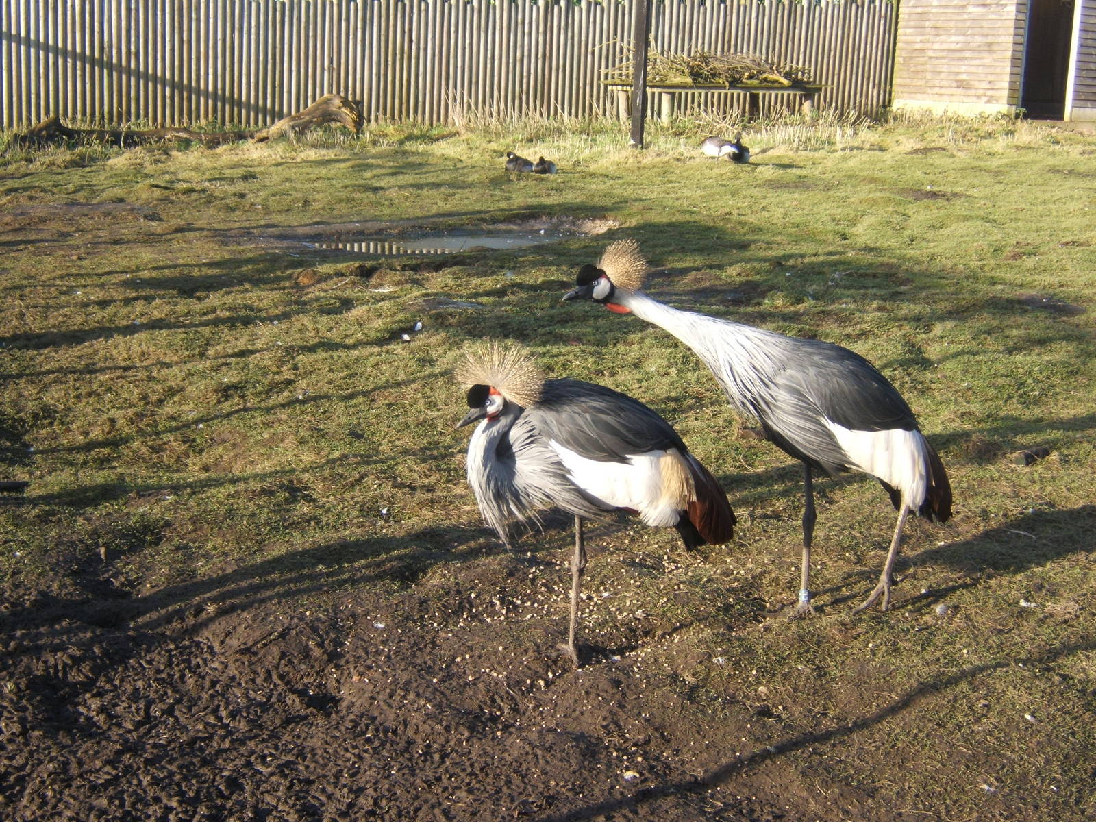 Grey-necked Crowned Crane`s