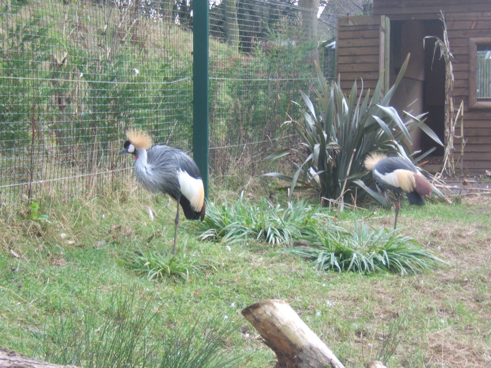 Grey-necked Crowned Crane`s