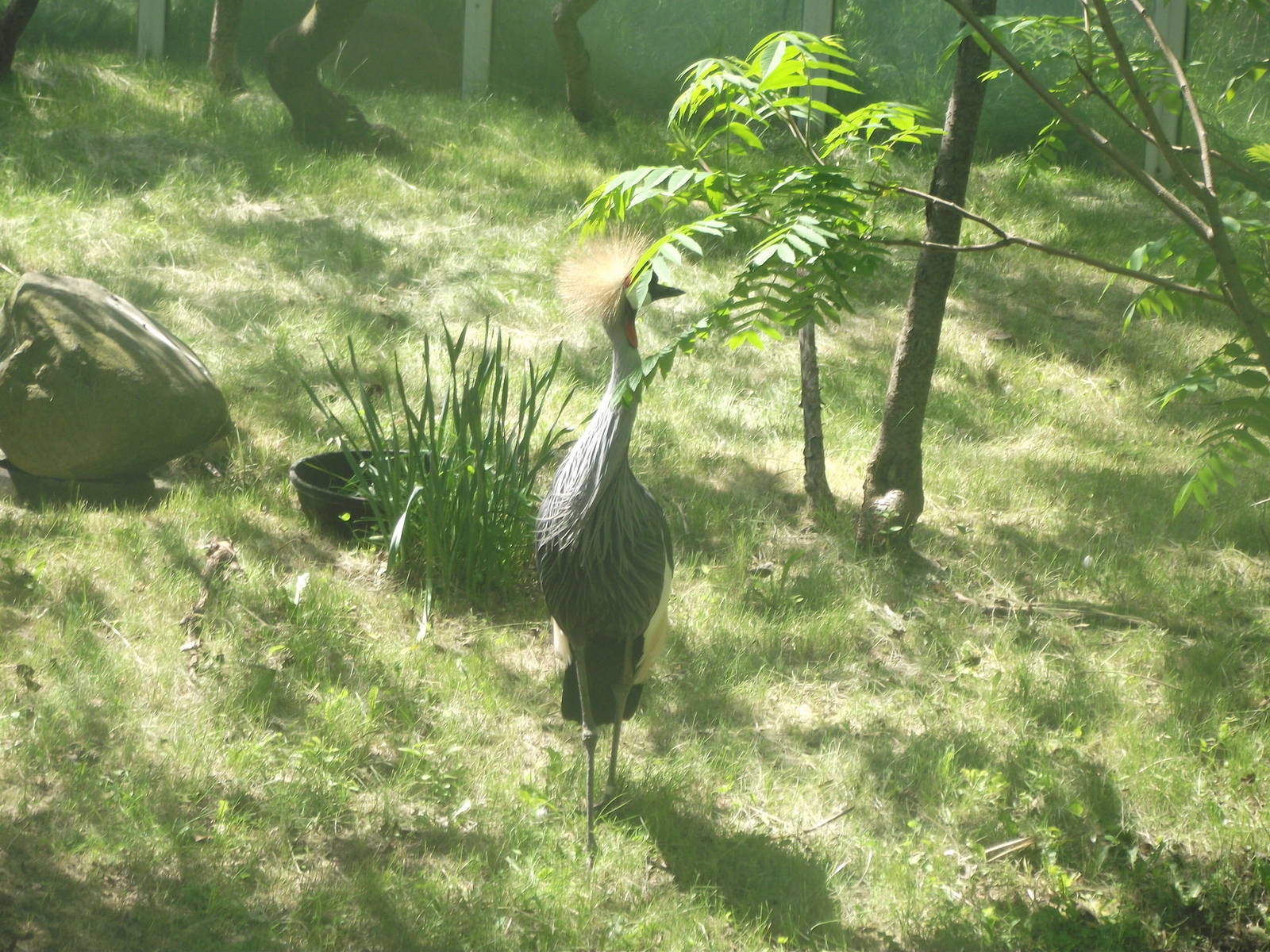Grey Necked Crowned Crane