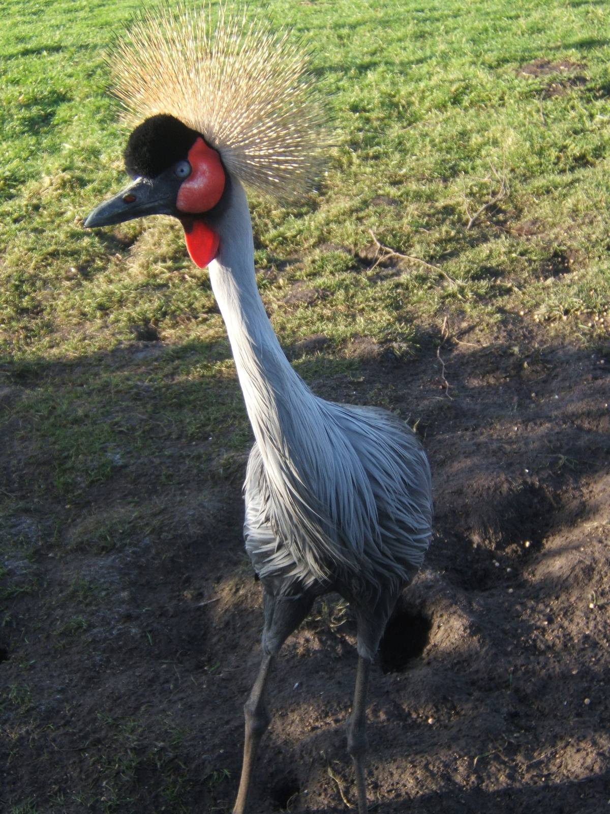 Grey-necked Crowned Crane