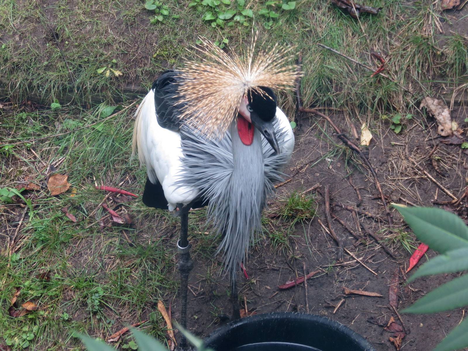 Grey-necked Crowned Crane