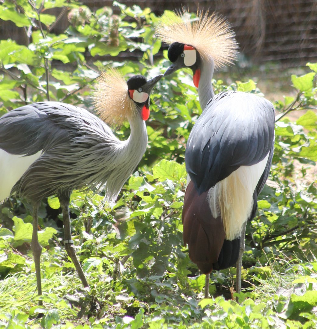 Grey-necked crowned cranes