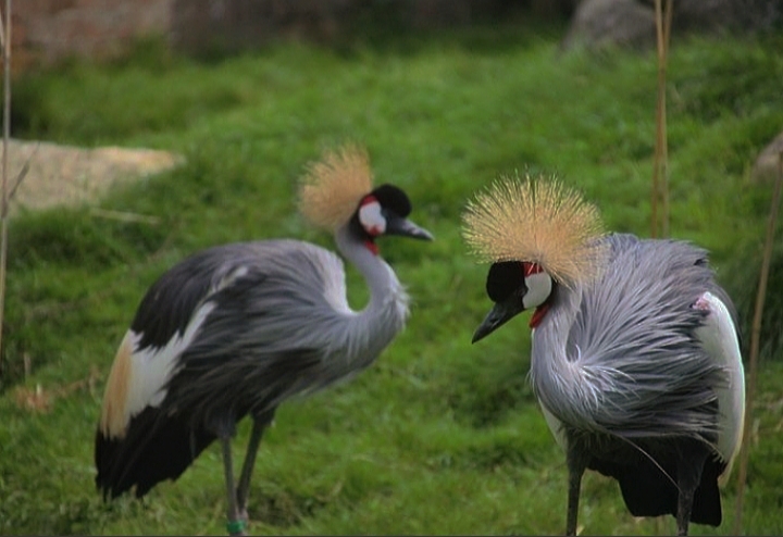 Grey-necked Crowned Cranes