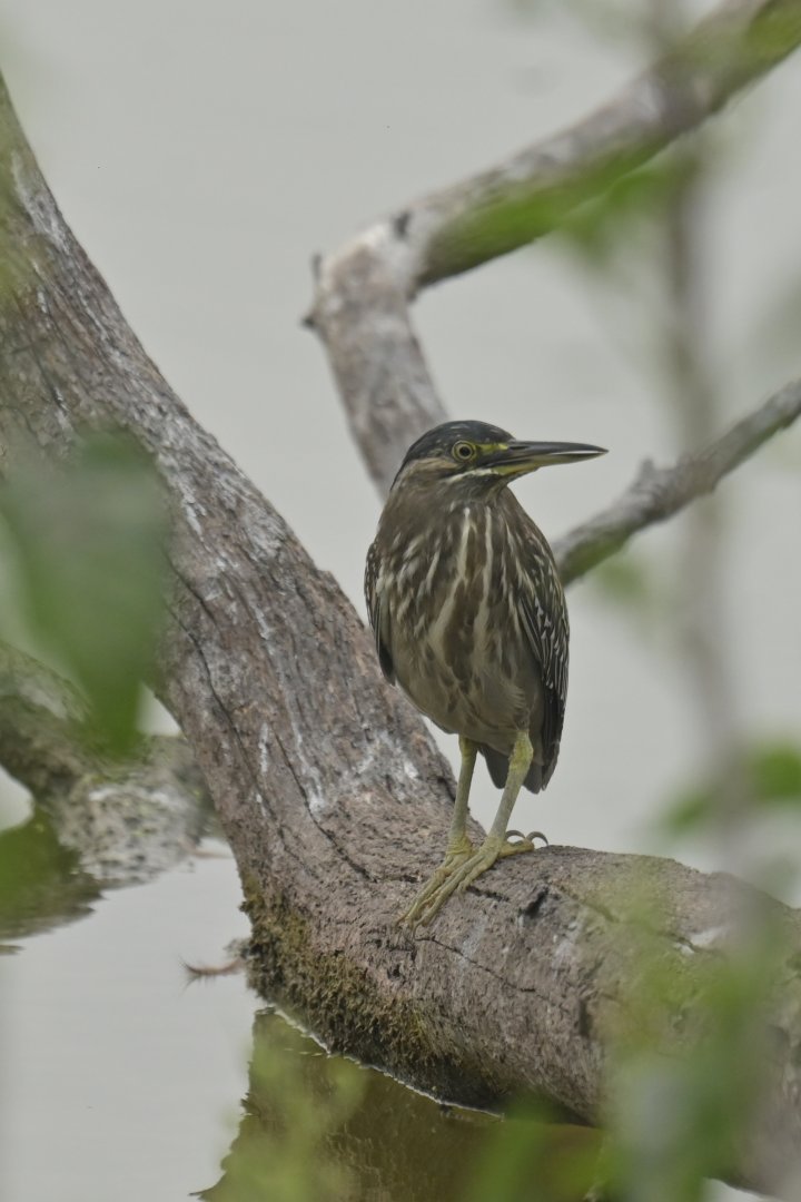 Grey-necked Heron Butorides striata