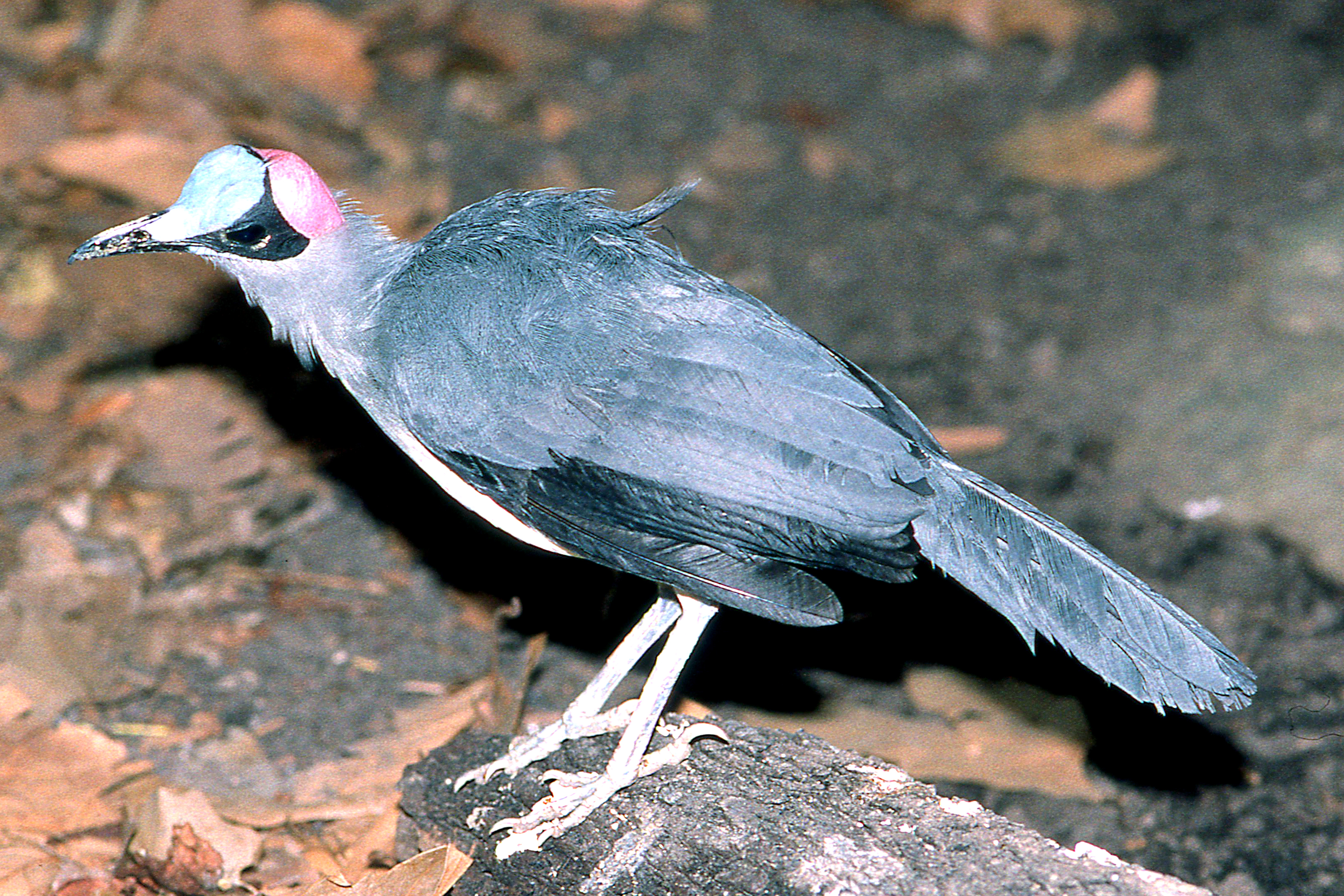 Grey-necked picathartes: Frankfurt; early 1990s
