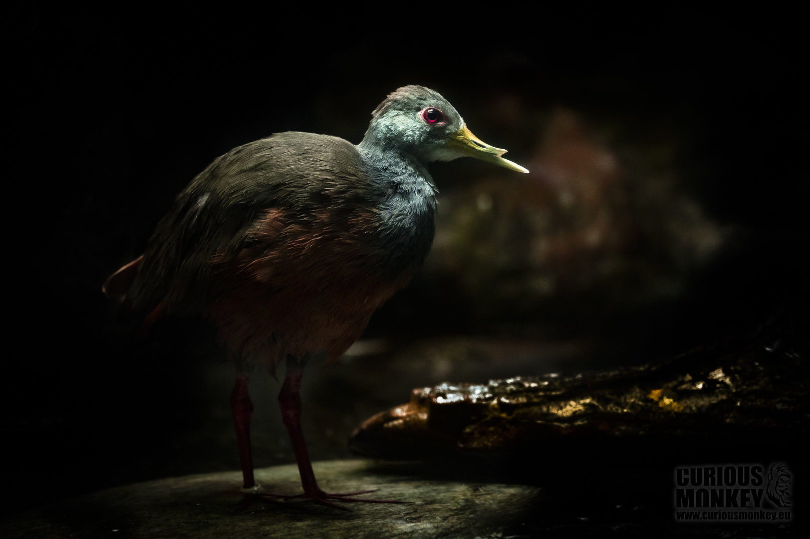 Grey-Necked Wood-Rail (aramides cajaneus) 08/20