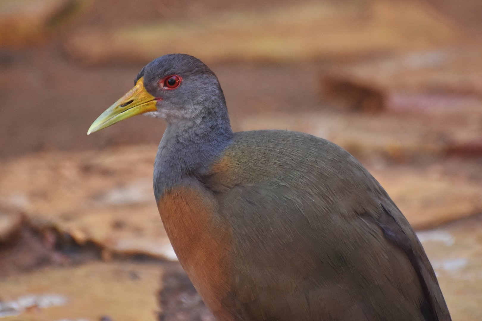 Grey-necked wood rail (Aramides cajaneus)