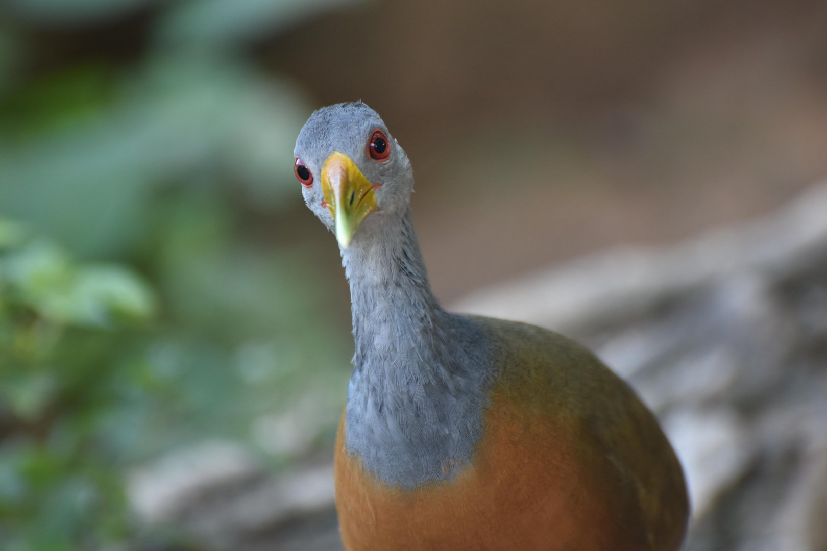Grey-necked Wood-Rail (Aramides cajaneus)