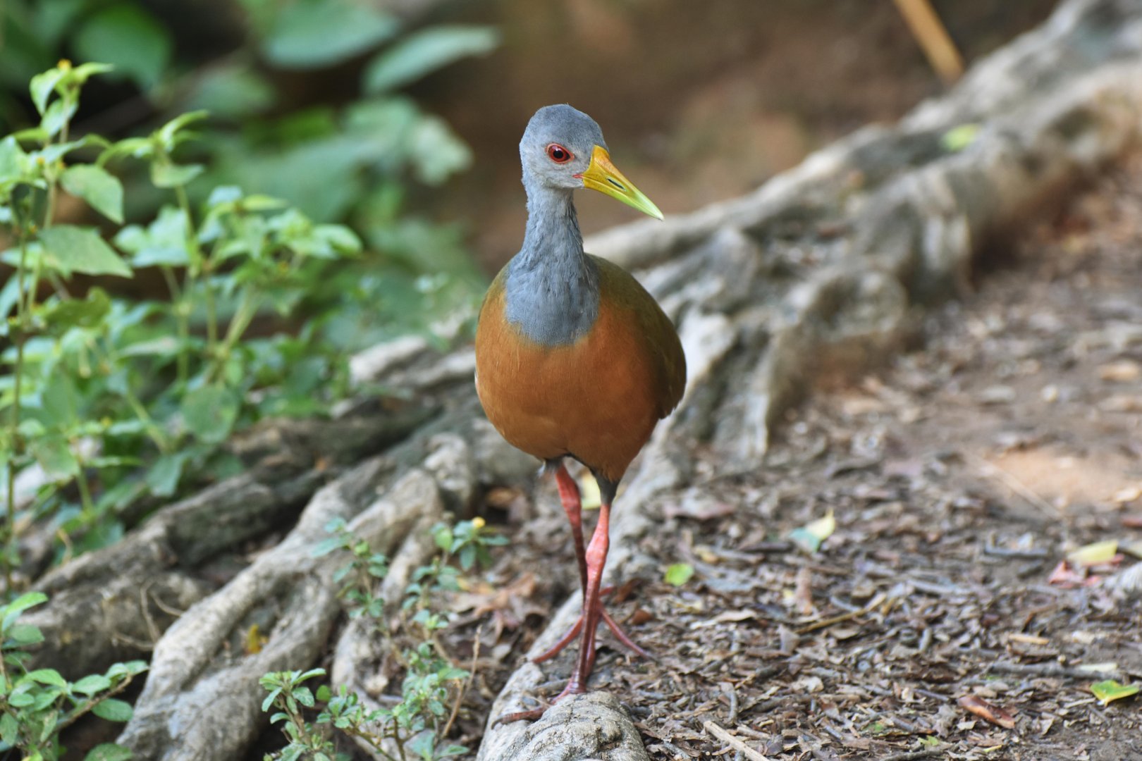 Grey-necked Wood-Rail (Aramides cajaneus)