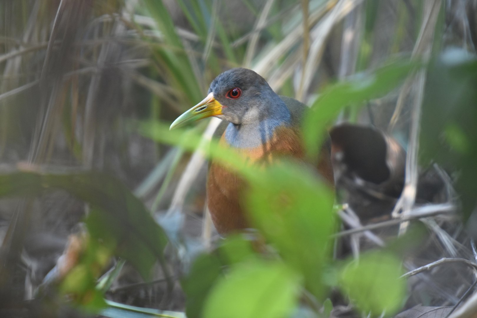 Grey-necked Wood Rail (Aramides cajaneus)