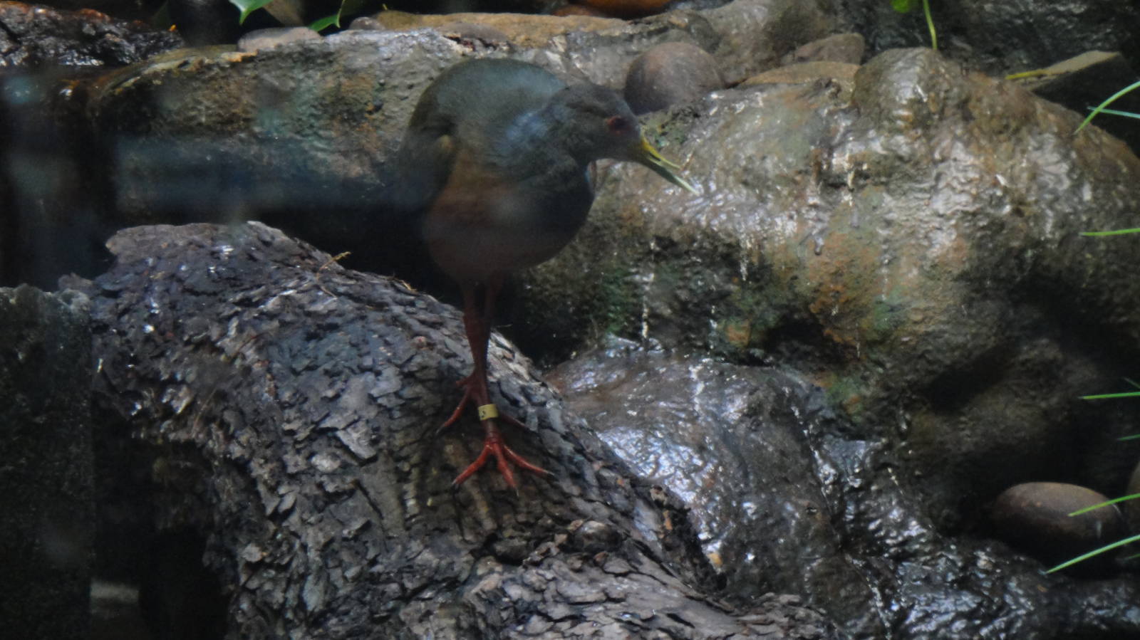 Grey-necked Wood Rail at Bronx zoo 2014-12-27