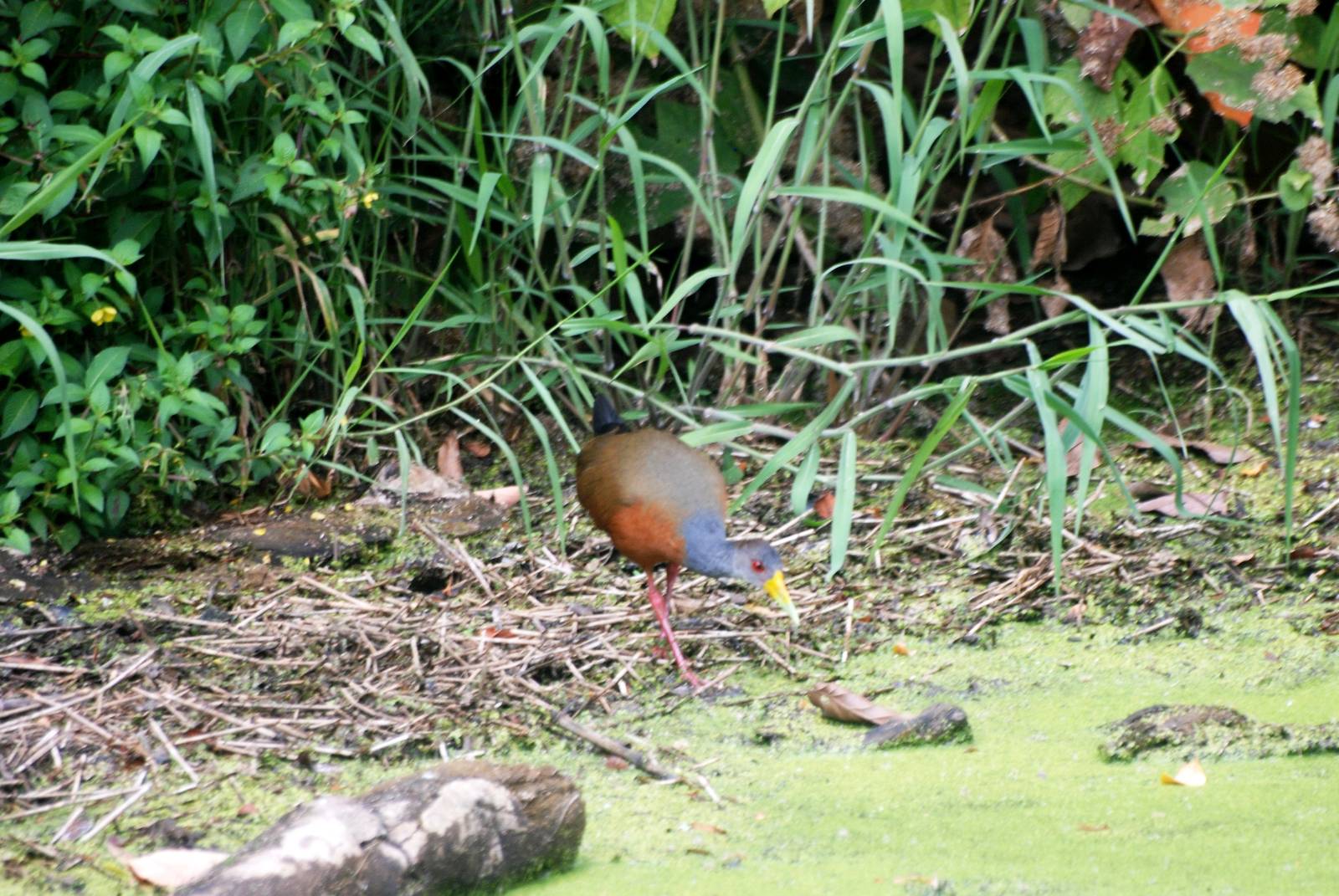 Grey-necked Wood Rail in San Jose, 12/04/14