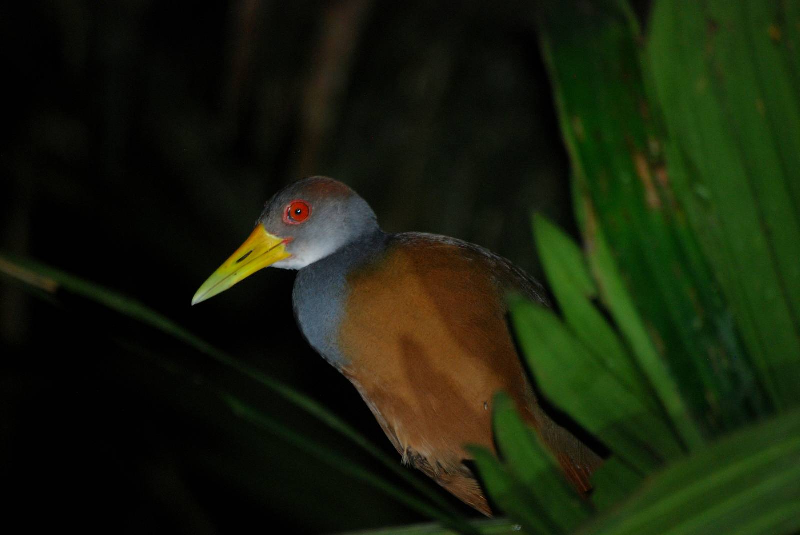 Grey-necked Wood Rail in Tortuguero, 15/04/14