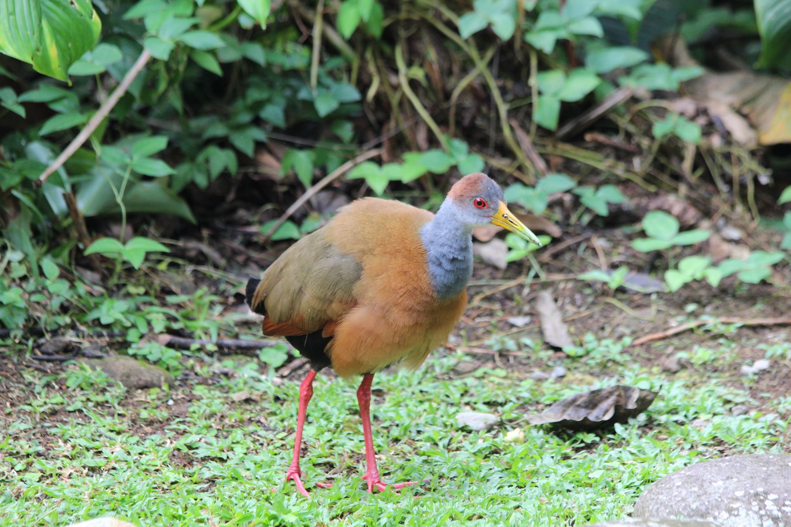 Grey-necked Wood Rail - Mar 2019