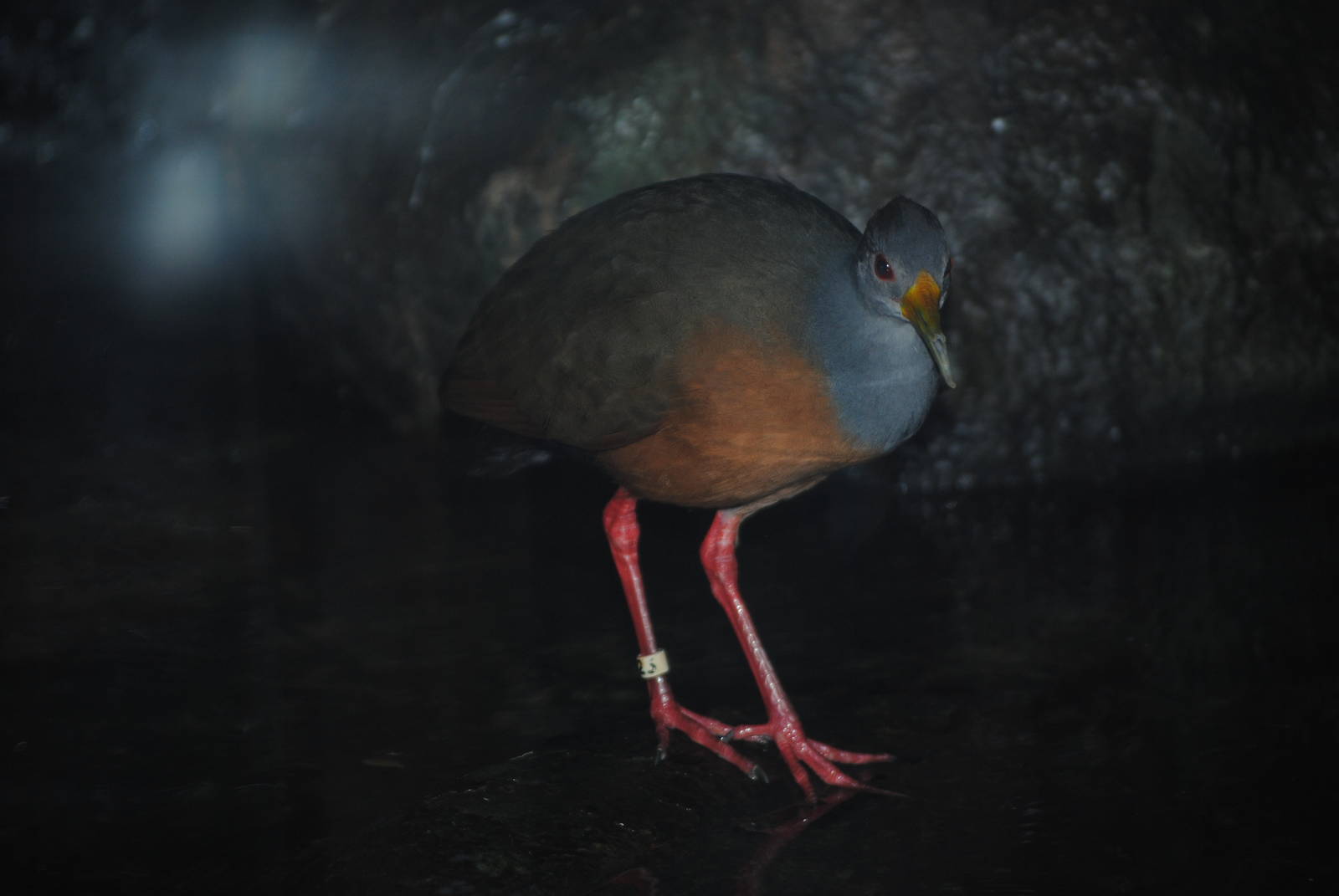 Grey-Necked Wood Rail
