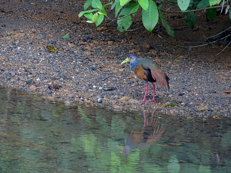 Grey-necked wood-rail