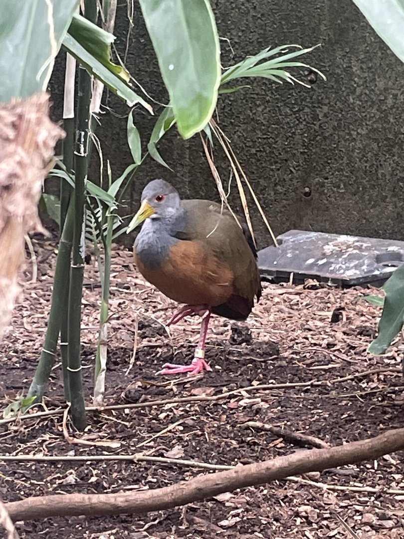 Grey-necked Wood Rail