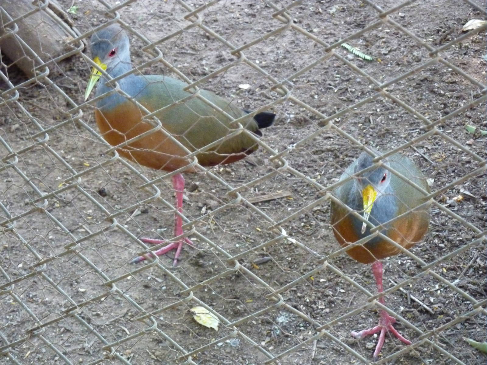 Grey-necked wood rails