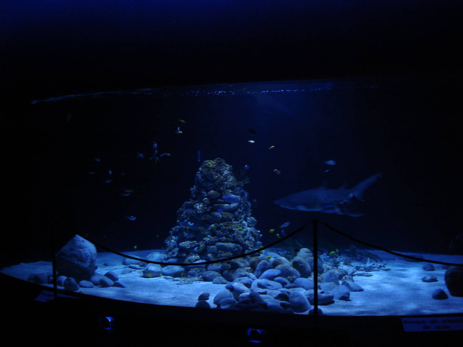 Grey nurse shark aquarium