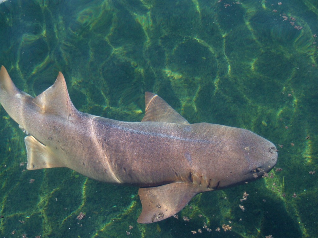 Grey Nurse Shark at Miami Seaquarium, 16/10/13