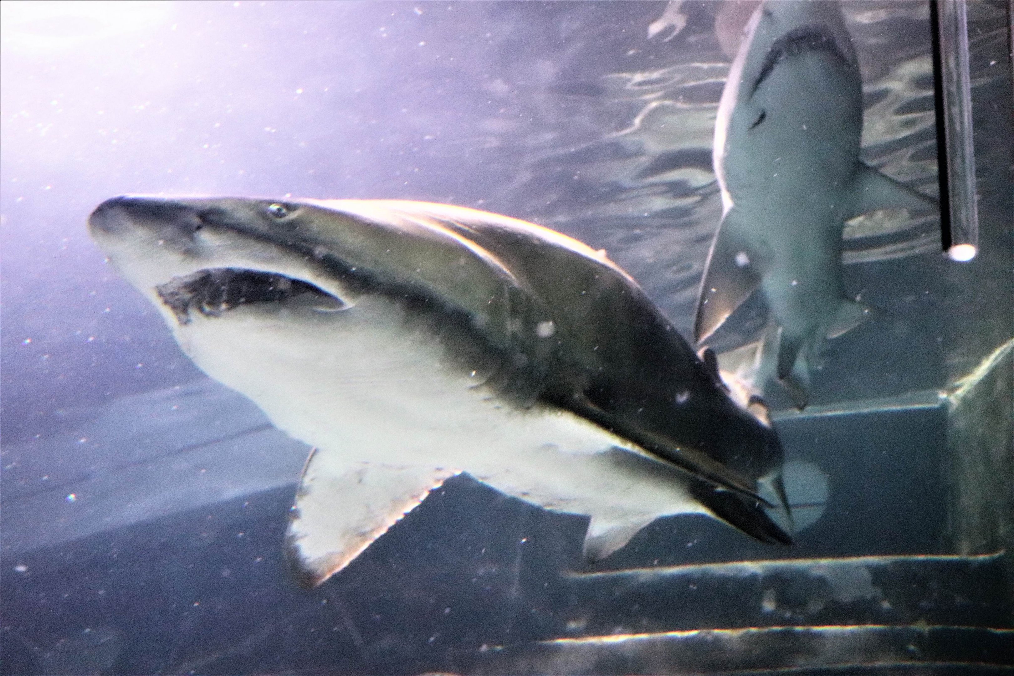 Grey Nurse Shark (Carcharias taurus)
