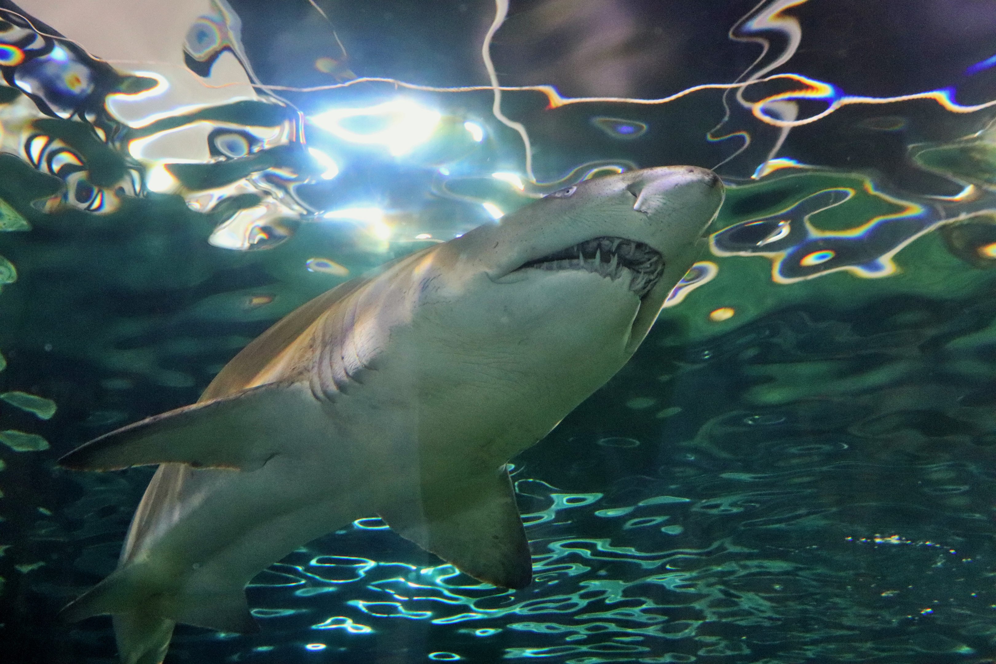 Grey Nurse Shark (Carcharias taurus)