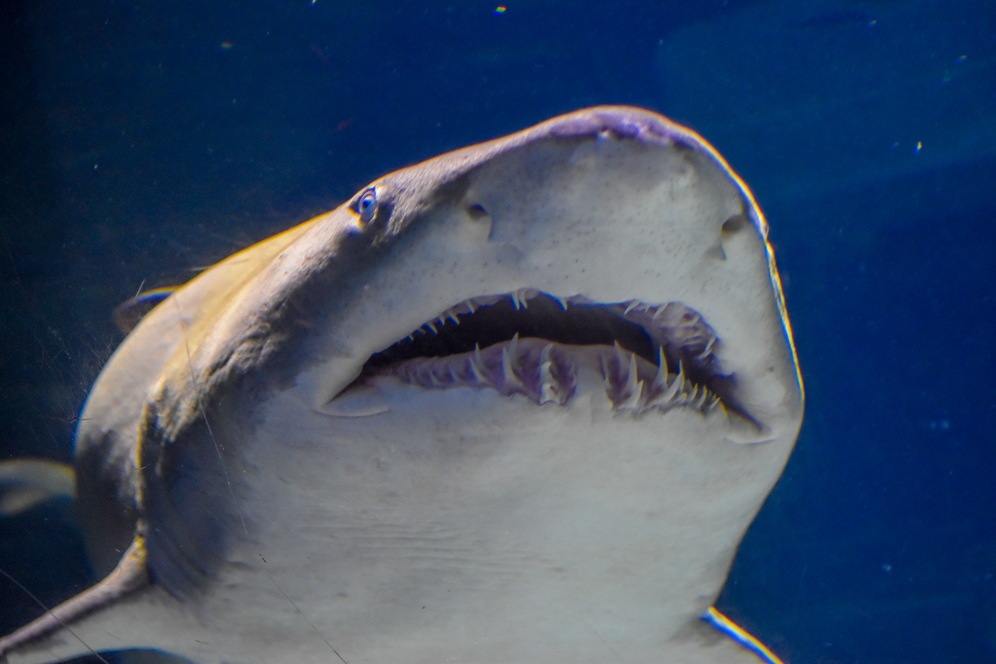 Grey Nurse Shark (Carcharias taurus)