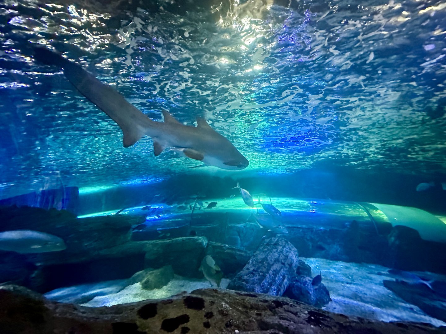 Grey nurse shark (Carcharias taurus)