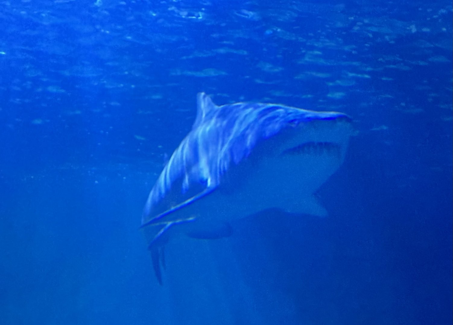 Grey nurse shark (Carcharias taurus)