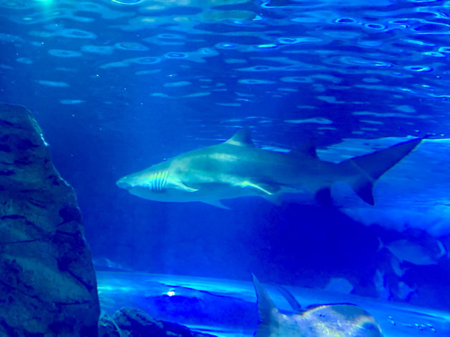 Grey nurse shark (Carcharias taurus)
