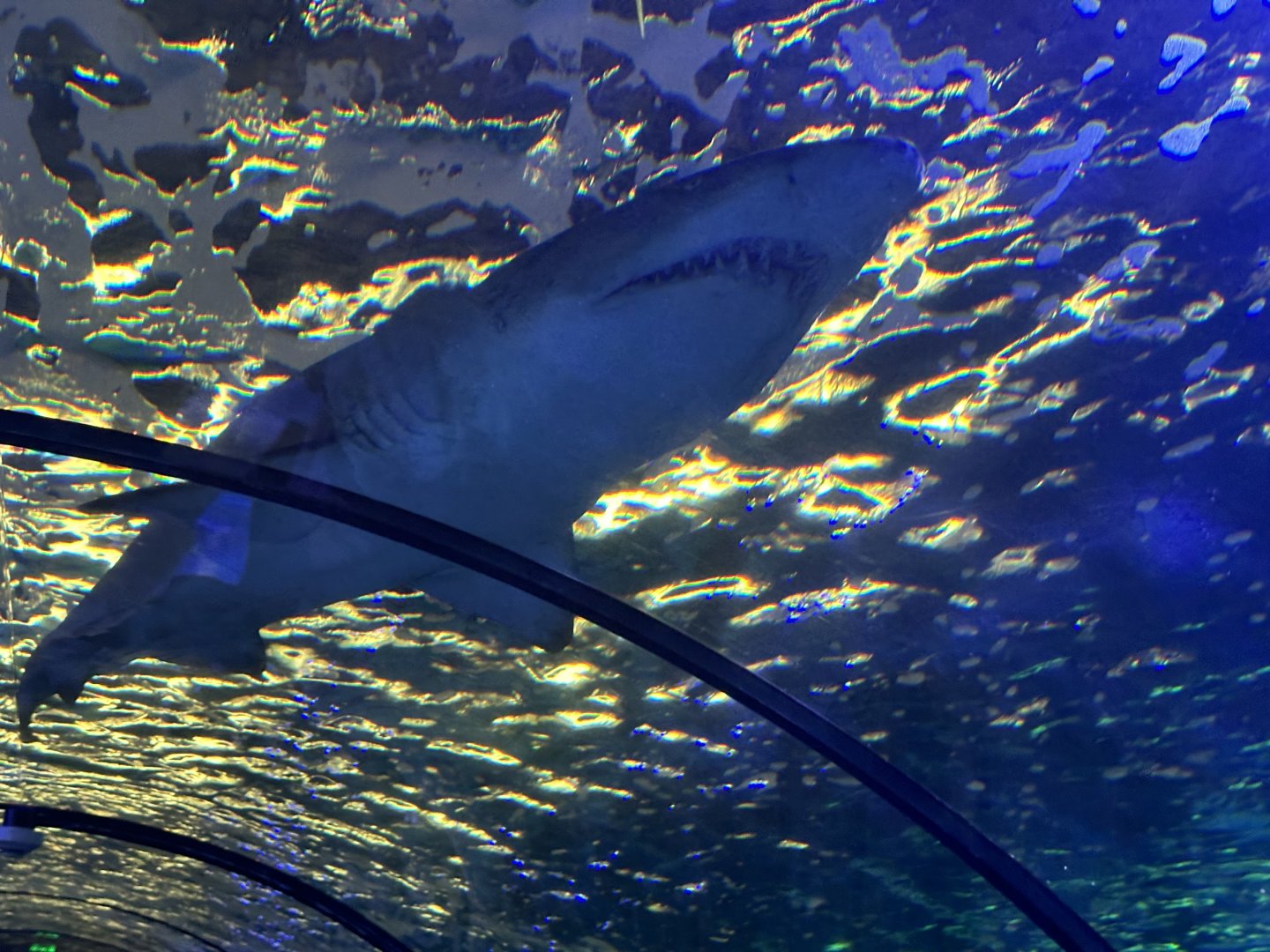 Grey nurse shark (Carcharias taurus)